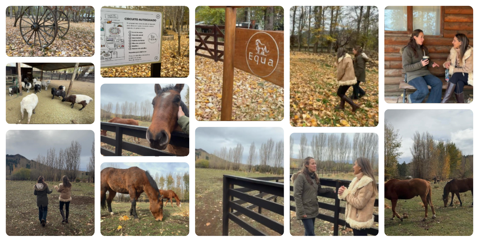 Biodescodificación con caballos en Aluminé